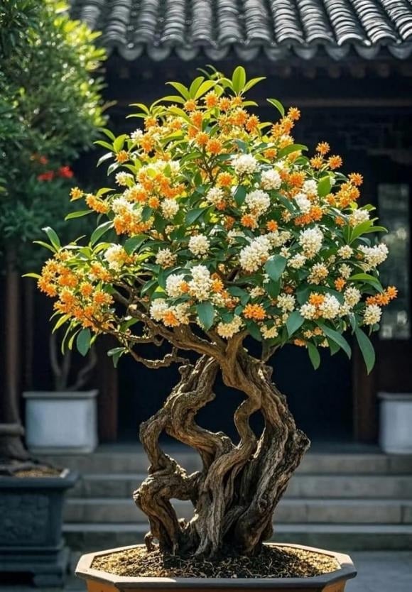 Trong thế giới cây cảnh, hoa mộc từ lâu đã được ví như báu vật của những người sành chơi cây.