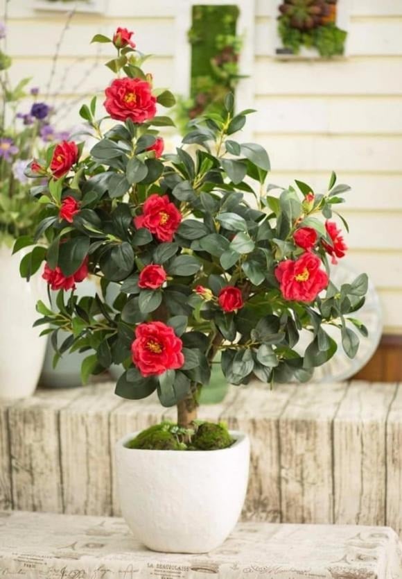 Thường được gọi là “mẫu đơn của mùa đông”, hoa trà sở hữu vẻ đẹp tao nhã, hoa dày cánh, màu sắc đa dạng từ trắng, hồng đến đỏ sẫm.
