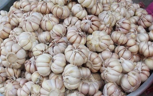 Tỏi là loại gia vị không thể thiếu được trong căn bếp của mọi gia đình