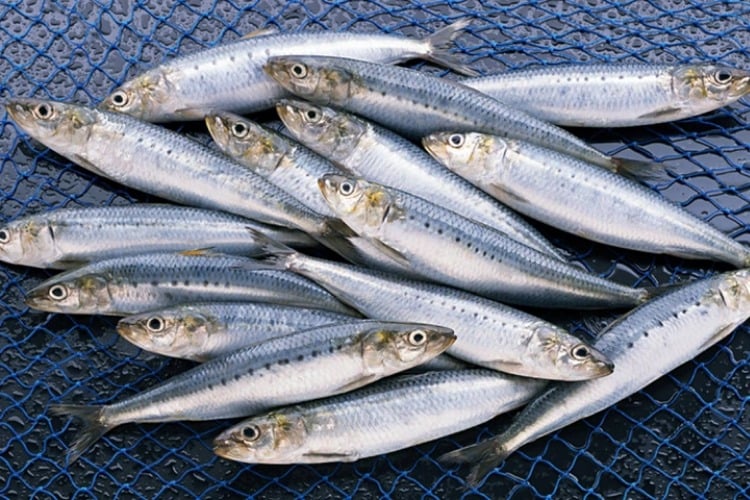 Dù có kích thước nhỏ, cá mòi lại là “kho dinh dưỡng” với hàm lượng omega-3, canxi và vitamin B12 cao.