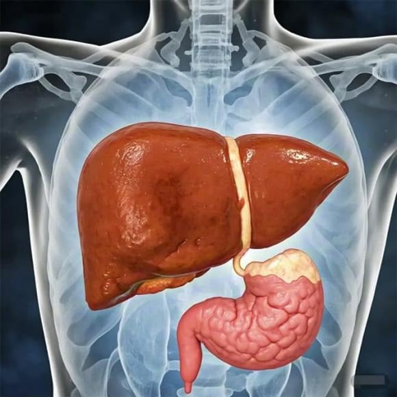 Gan là một trong những cơ quan giữ vai trò sống còn đối với cơ thể, đảm nhận nhiệm vụ chuyển hóa dinh dưỡng, giải độc và duy trì hệ miễn dịch khỏe mạnh.