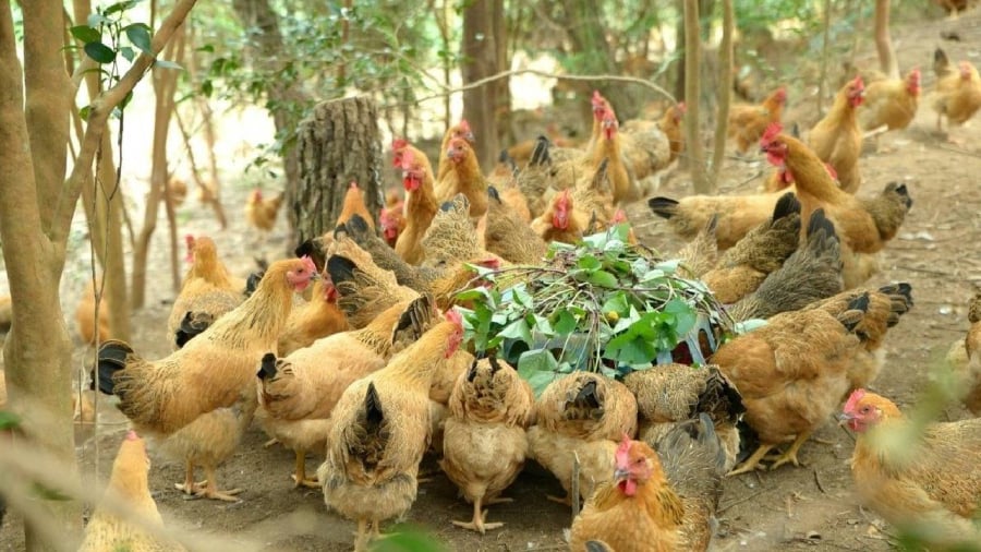 Việc không thống nhất được phương án phân chia đàn gia cầm khiến một đôi vợ chồng không thể dứt khoát ly hôn trong một thời gian dài. (Ảnh minh họa)