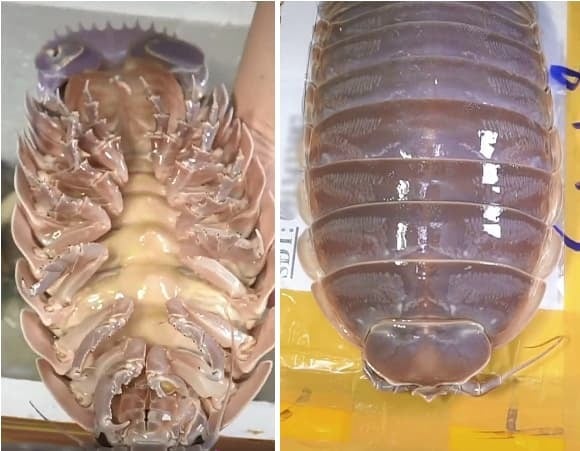 Không phổ biến như cua hay ghẹ, bọ biển là một loại hải sản hiếm gặp mà không phải ai cũng có dịp thử qua.