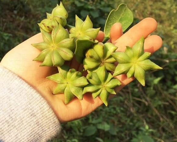 Theo số liệu từ Hiệp hội Hồ tiêu Việt Nam (VPSA), tháng 7/2025, Việt Nam xuất khẩu 602 tấn hoa hồi, đạt kim ngạch 2,5 triệu USD, giảm 39,3% so với tháng trước.