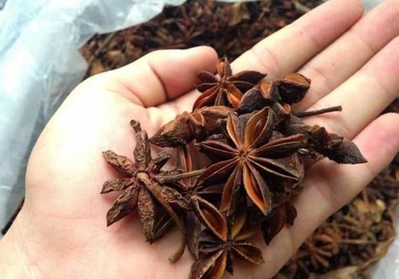 Cây hoa hồi ở Việt Nam tập trung chủ yếu tại các tỉnh miền núi phía Bắc như Lạng Sơn, Cao Bằng, Quảng Ninh và Thái Nguyên.