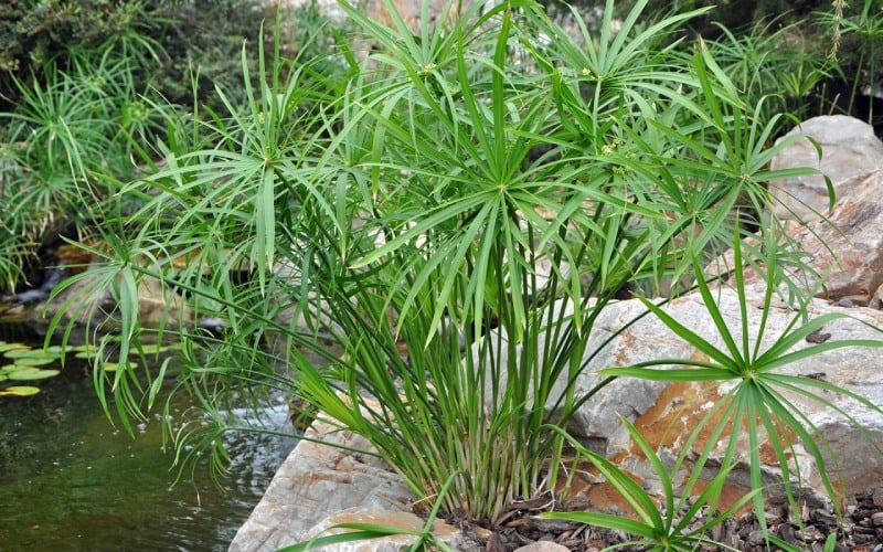 Cây thủy trúc