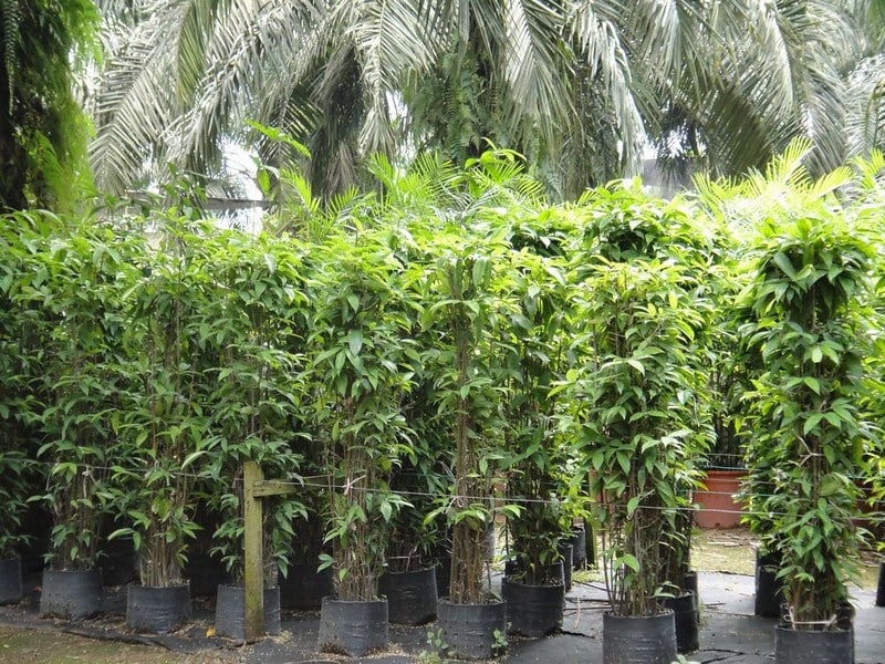 Cây trúc nhật