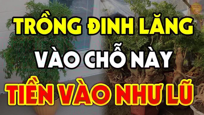 Vị trí trồng đinh lăng tốt giàu có