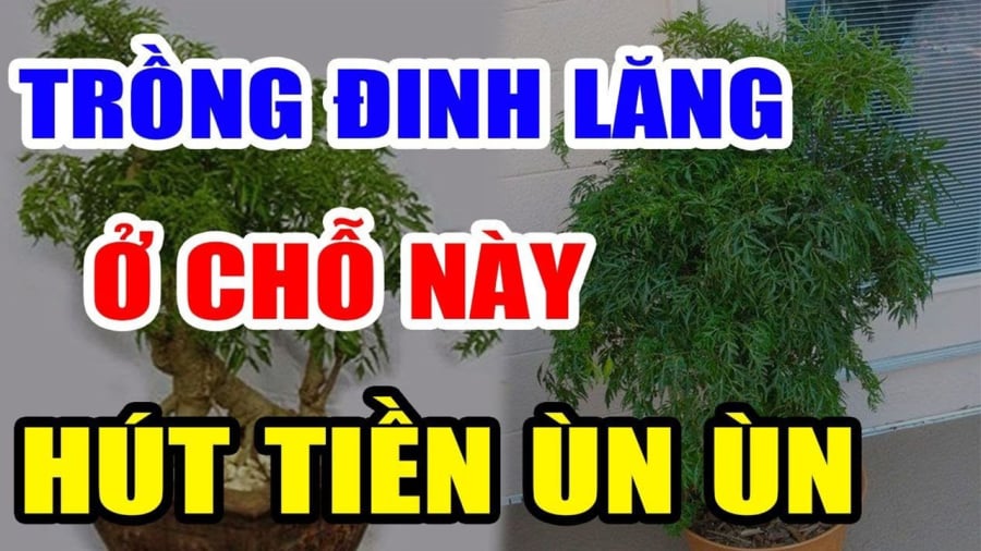 Vị trí trồng đinh lăng hút tài lộc