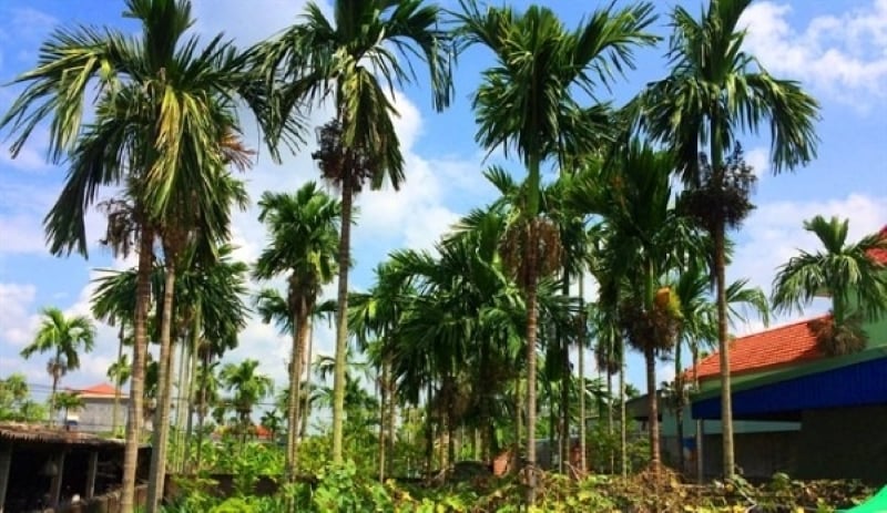 Cây cau