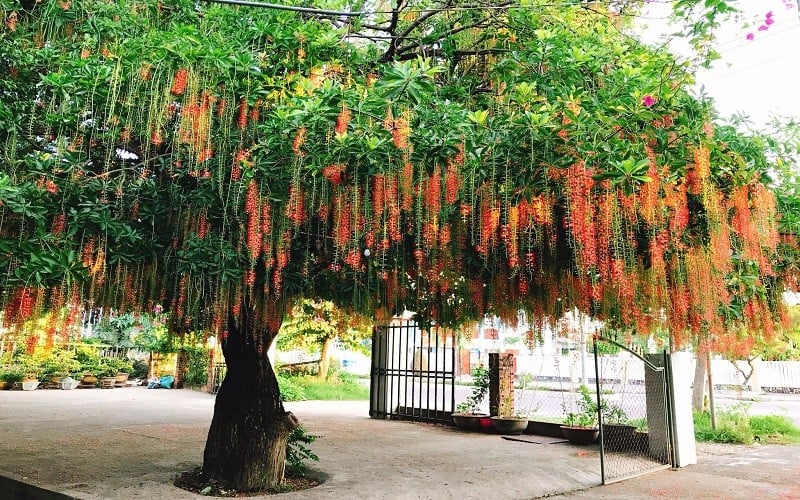 Cây lộc vừng