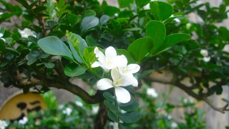 Trong phong thủy, hoa nguyệt quế tượng trưng cho sự hòa thuận và hạnh phúc gia đình.