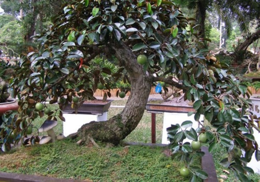 Cây vú sữa