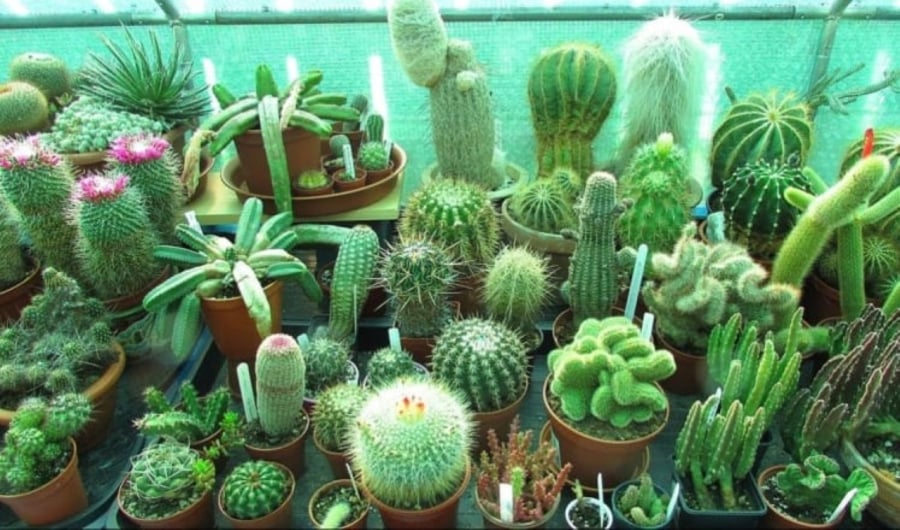 Cây xương rồng được xem là biểu tượng cho ý chí kiên cường, sức sống bền bỉ