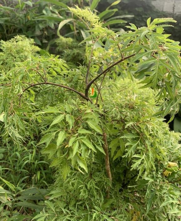 Cây đinh lăng từ lâu đã gắn bó với đời sống người Việt, không chỉ là một loại cây cảnh đẹp mà còn mang giá trị dược liệu quý.