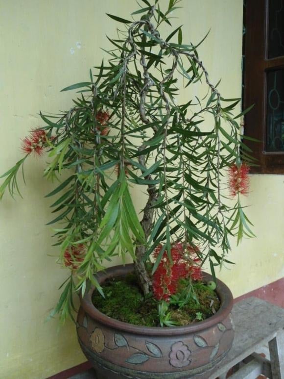 Cây liễu với dáng mềm mại, cành lá rủ xuống tựa như dòng nước chảy, tạo cảm giác thanh thoát nhưng trong phong thủy lại mang hình ảnh “sầu bi”, gắn liền với chia ly, u buồn và mất mát.