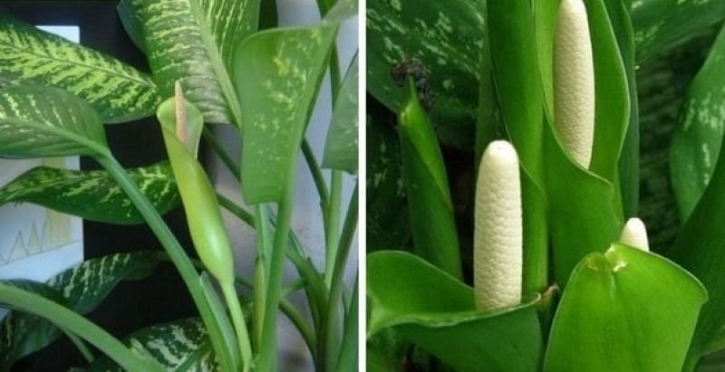 Cây vạn niên thanh ra hoa là một điềm báo tốt lành, tượng trưng cho sự may mắn, tài lộc và những điều tốt đẹp sắp tới.
