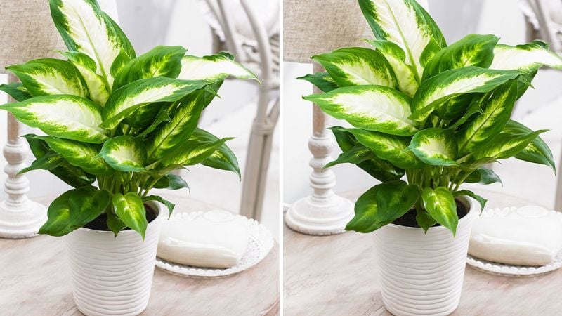 Hoa của vạn niên thanh thường chỉ xuất hiện khi cây được chăm sóc tốt, đủ tuổi trưởng thành (thường từ 2 - 3 năm trở lên), và sống trong điều kiện ánh sáng – nhiệt độ – độ ẩm phù hợp.