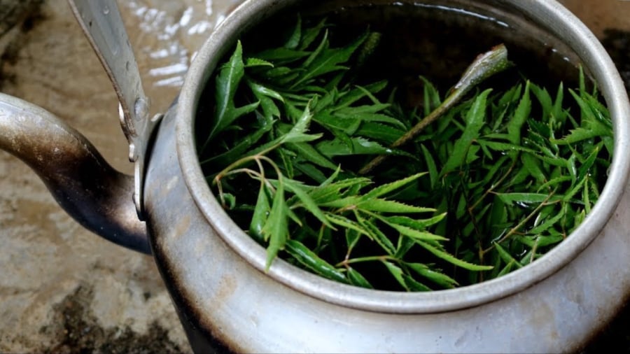 Uống nước lá đinh lăng cực hại với 2 người này, hãy tránh xa!
