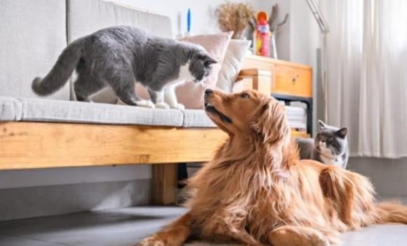 Các vật nuôi như chó, mèo rất nhạy cảm với năng lượng xung quanh. Khi chúng bỗng trở nên hoạt bát, nhanh nhẹn và ham chơi hơn bình thường, đó là dấu hiệu không gian sống đang tràn đầy năng lượng tích cực. 