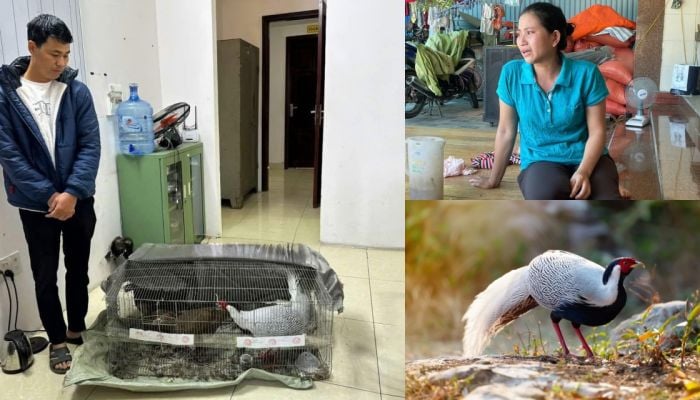 Không biết nuôi gà lôi trắng là phạm luật: Mức phạt cho bị cáo là gì?