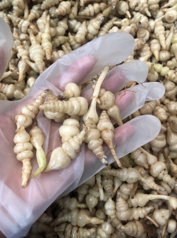 Người ta thường thu hoạch rễ của loại cây này để làm thuốc và chế biến nhiều món ăn ngon.