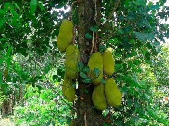 Những chùm quả mọc san sát từ thân xuống gốc gợi hình ảnh sinh sôi, phúc lộc dài lâu.