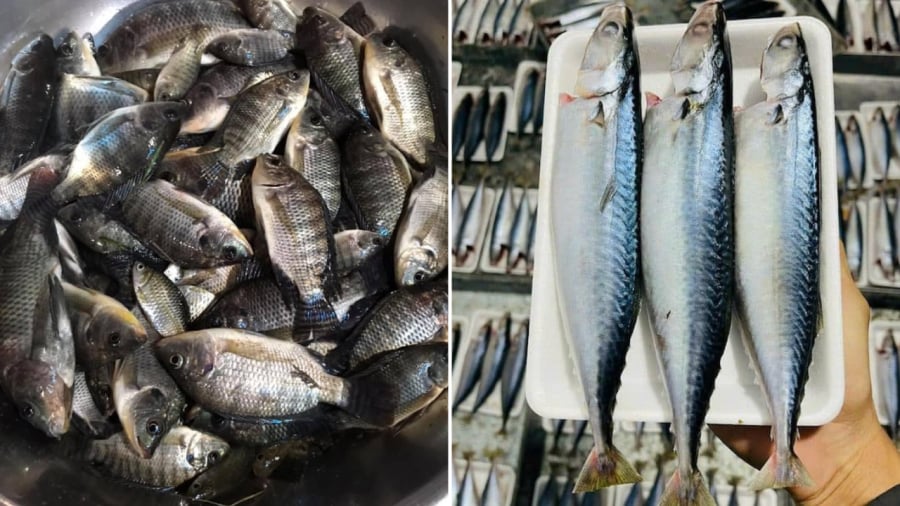 Cá rô phi, cá nục là những loại cá phổ biến, dễ mua, có giá trị dinh dưỡng cao.