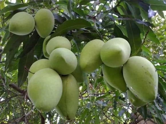 Với tán lá xanh mát và rộng, xoài không chỉ che nắng mà còn giúp cân bằng năng lượng quanh nhà.