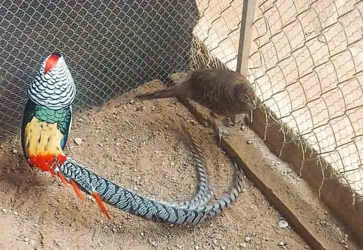 Tại trang trại của mình, anh Tín đang chăm sóc giống trĩ 7 màu – loài chim quý hiếm có nguồn gốc nhập ngoại, nổi bật với bộ lông sặc sỡ đầy cuốn hút