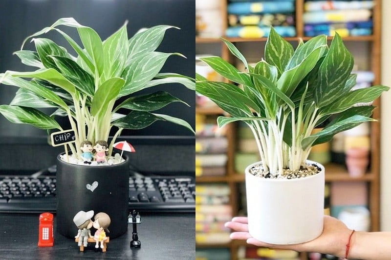 Cây bạch mã hoàng tử