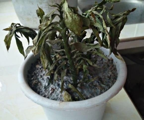 Hoa nở rồi tàn là quy luật tự nhiên, nhưng việc để hoa đã héo trong nhà lại mang ý nghĩa tiêu cực.