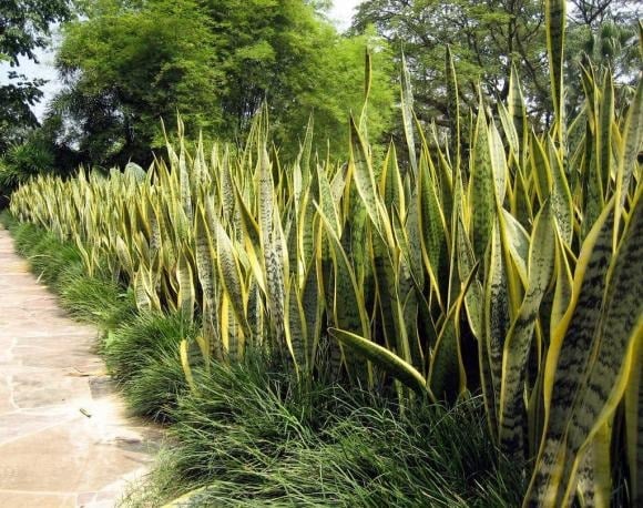 Trong phong thủy, cây lưỡi hổ được xem là biểu tượng của sức mạnh, sự kiên cường và khả năng bảo vệ gia chủ. 