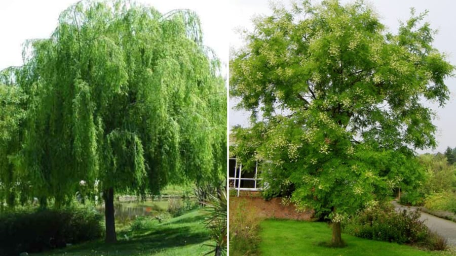 Cây liễu (bên trái) và cây hòe được đánh giá là những loại cây không thích hợp để trồng trong khuôn viên nhà.