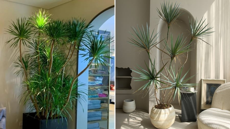 Cây huyết giác là một trong những loại cây phong thủy mang lại may mắn cho gia đình.