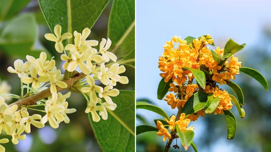 Cây quế hoa là loại cây trồng vừa có tác dụng làm cảnh, vừa mang ý nghĩa tốt trong phong thủy.
