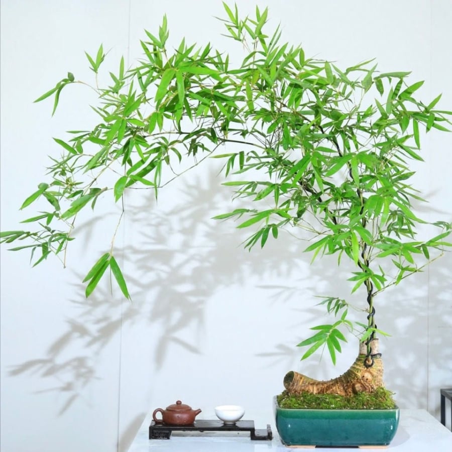 Ngày nay, tre không còn bó hẹp trong hình ảnh lũy tre đầu làng. Dưới bàn tay khéo léo của nghệ nhân, tre được tạo dáng, thu nhỏ trong những chậu bonsai độc đáo