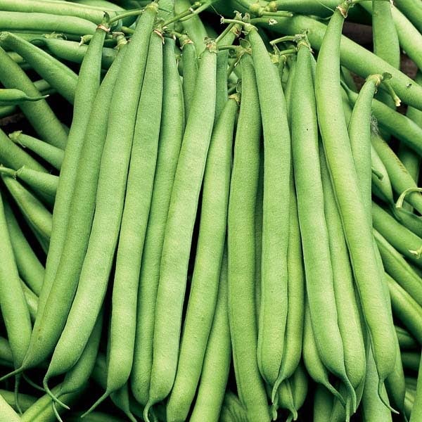 Điểm nổi bật đầu tiên của đậu cô ve chính là lượng calo rất thấp