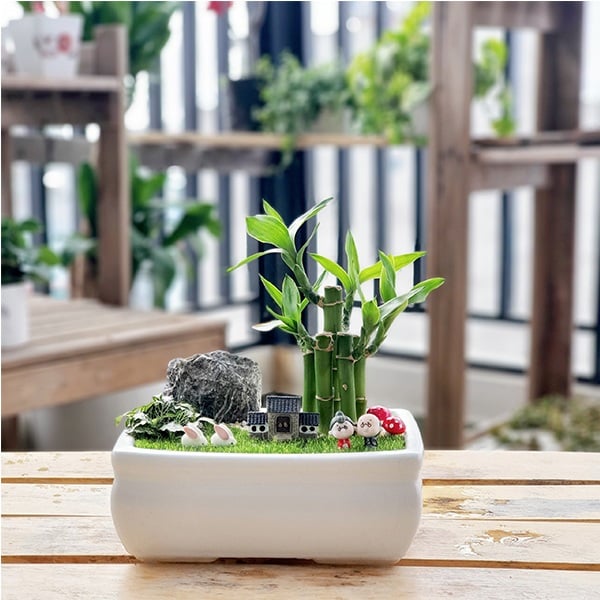 Trúc từ xưa đã tượng trưng cho sự thanh cao, bền bỉ. Trong phong thủy, Trúc Phú Quý lại càng mang ý nghĩa giàu sang, trường thọ và hưng vượng.