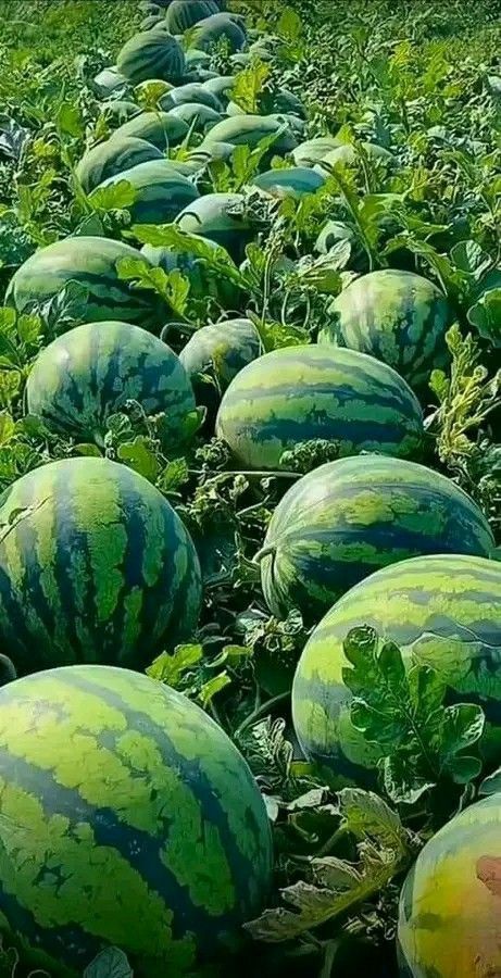 Những loại trái cây nằm lâu sát mặt đất thường bị cho là hấp thụ tà khí