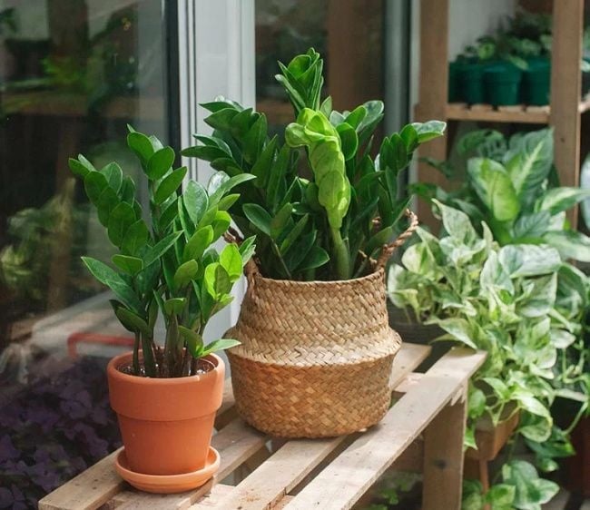 4 loại cây Hút Vàng Hút Bạc, trồng trong nhà con cháu cũng 