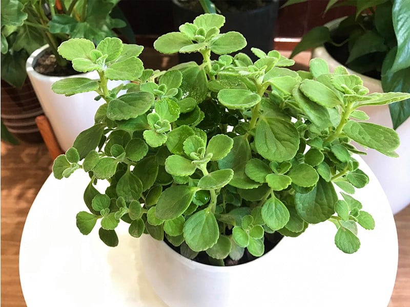 Cây nhất mạt hương