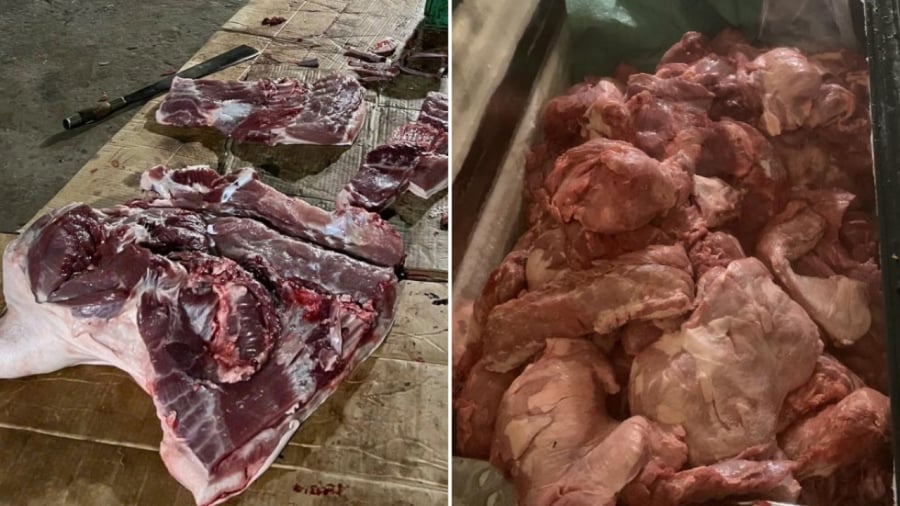 Thịt nhiễm dịch tả lợn châu Phi có những dấu hiệu bất thường mà người mua cần phải chú ý.