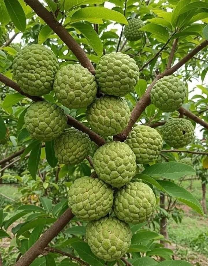 Na ngon là mắt đều quả căng mọng