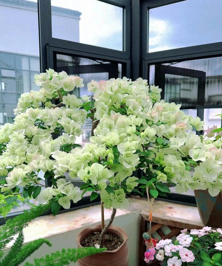 Cây hoa giấy càng xanh tốt càng khó ra hoa