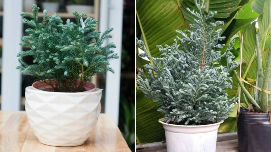 Cây tuyết tùng là một trong những loại cây cảnh có thể trồng trong nhà để thu hút tài lộc.