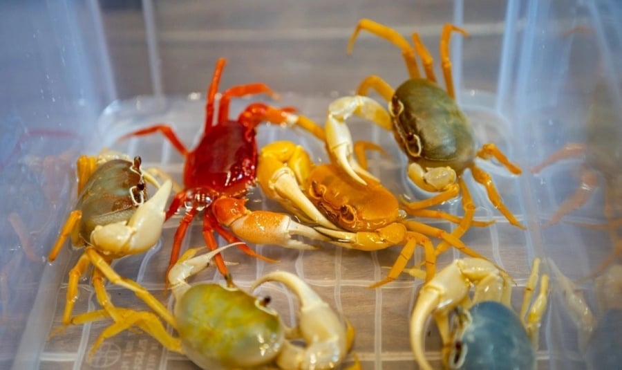 Cua nuôi ra có màu sắc đa dạng và rực rỡ:
