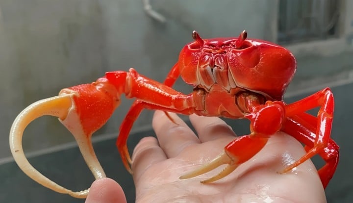 Cua cảnh màu sắc rất đẹp  