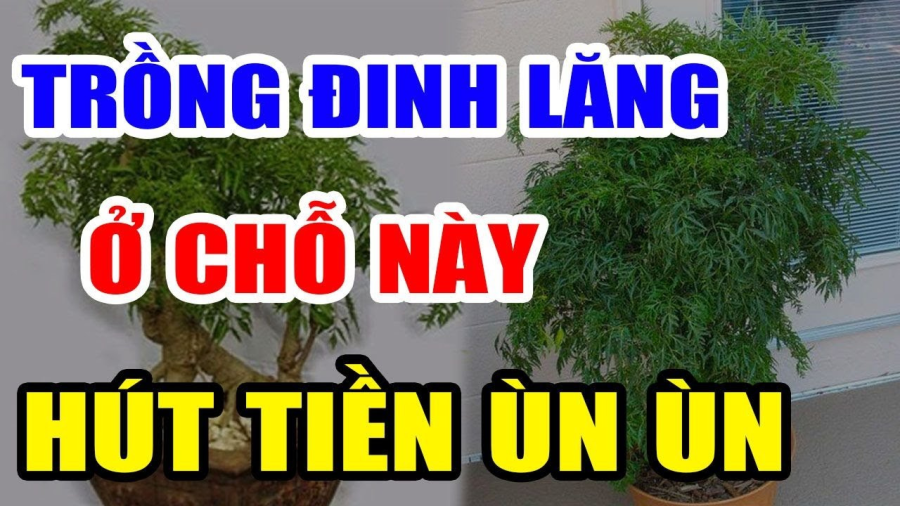 Vị trí trồng đinh lăng hút tài lộc vào nhà