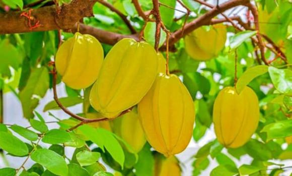 Những vị trí trồng khế tốt nhất trong nhà